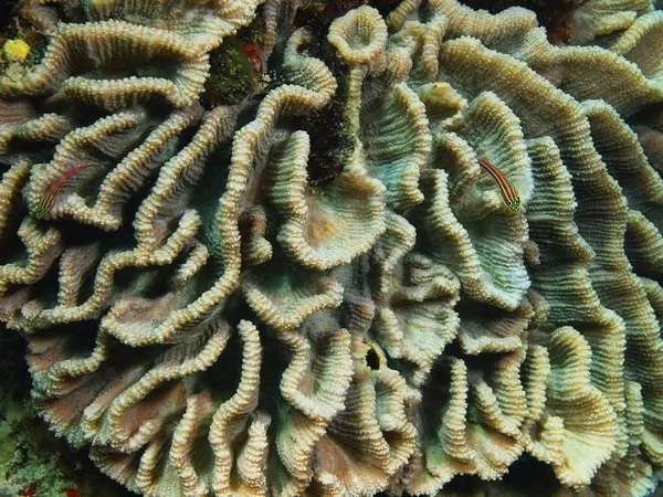 Stenen koraal, Filippijnen, eiland Luzon, Anilo — Stockfoto