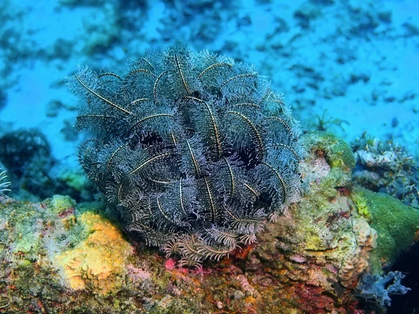 Crinoidea, Filippijnen, eiland Luzon, Anilo — Stockfoto