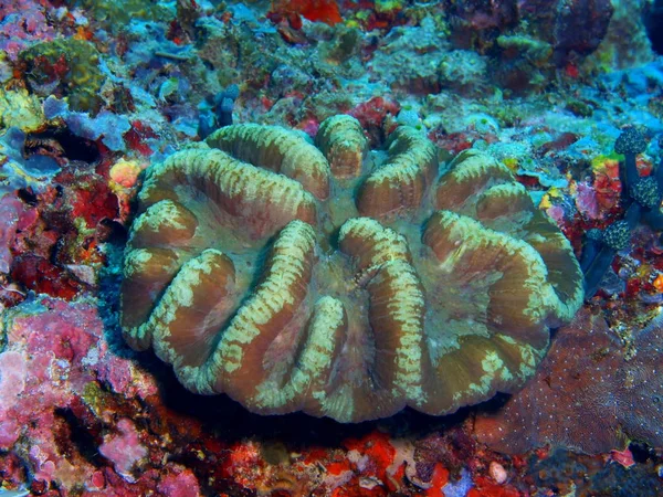 Stone coral, Philippines, Luzon Island, Anilo — Stock Photo, Image