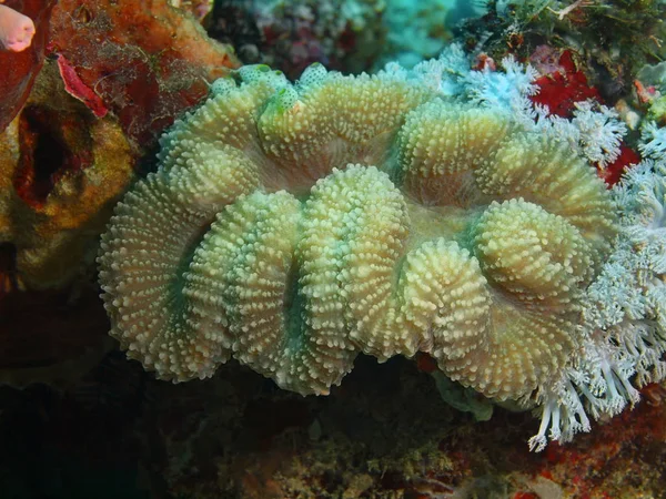 Piedra de coral, Filipinas, Isla de Luzón, Anilo — Foto de Stock