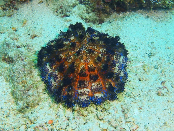 Sea urchin, Philippines, Luzon Island, Anilo — Stock Photo, Image