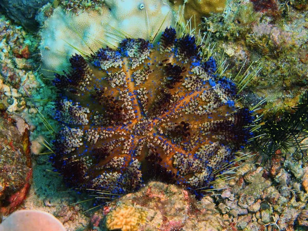Sea urchin, Philippines, Luzon Island, Anilo — Stock Photo, Image