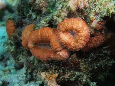 Taş mercan, Filipinler, Luzon Adası, Anilo