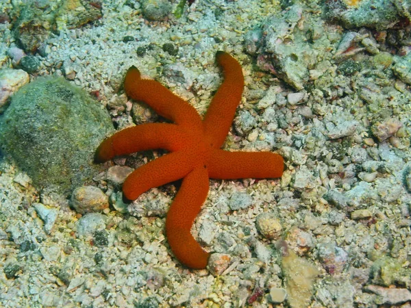 Starfish, Philippines, Luzon Island, Anilo — Stock Photo, Image