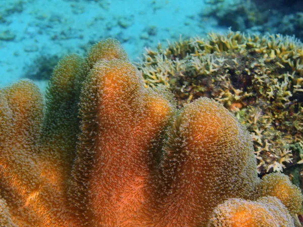 Zachte koraal, Filippijnen, eiland Luzon, Anilo — Stockfoto