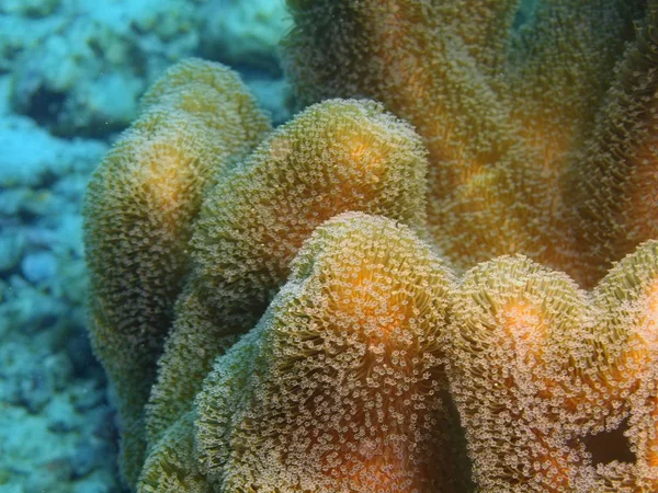 Coral mole, Filipinas, Ilha de Luzon, Anilo — Fotografia de Stock