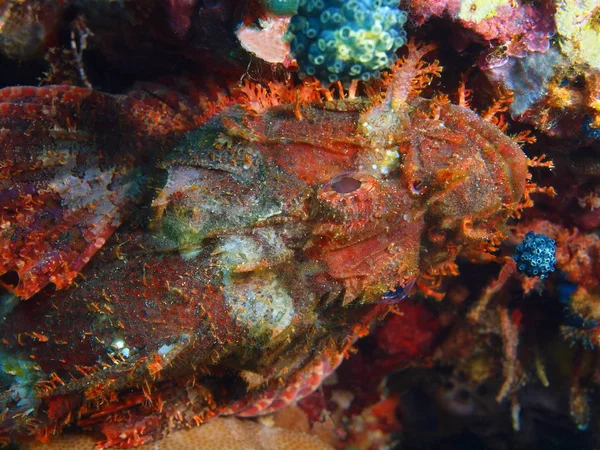 Scorpionfish, Filipinas, Isla de Luzón, Anilo — Foto de Stock