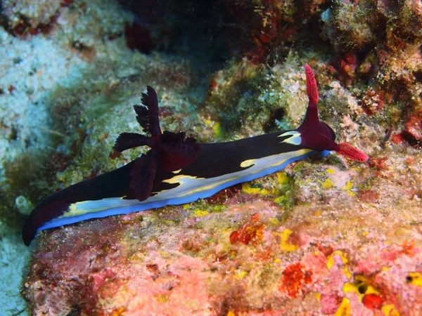 True sea slug, Philippines, Luzon Island, Anilo — Stock Photo, Image