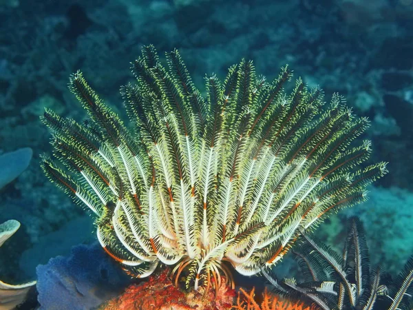 Crinoid, Filipinas, Ilha de Luzon, Anilo — Fotografia de Stock