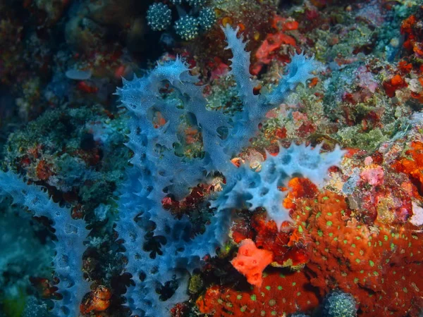 Demosponge, philippinen, luzon island, anilo — Stockfoto