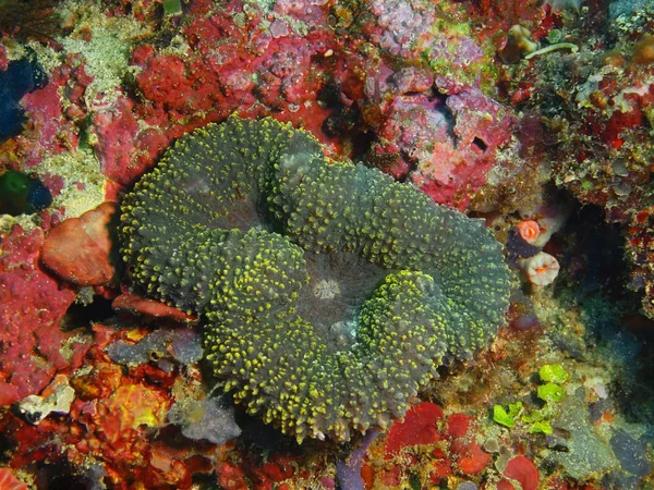 Kő korall, Fülöp-szigetek, a Luzon-sziget, Anilo — Stock Fotó