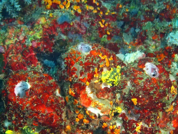 Demosponge, Filipinas, Ilha de Luzon, Anilo — Fotografia de Stock