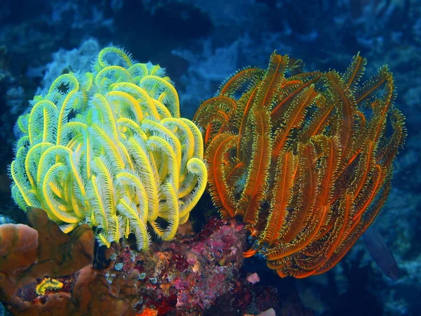 Crinoid, Filipinas, Isla Luzón, Anilo — Foto de Stock