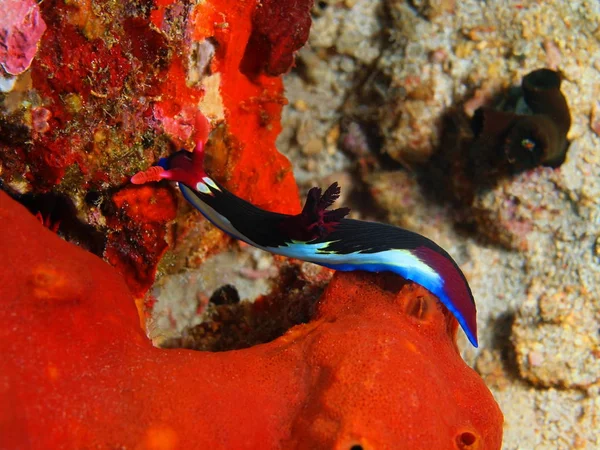 True sea slug, Philippines, Luzon Island, Anilo — Stock Photo, Image