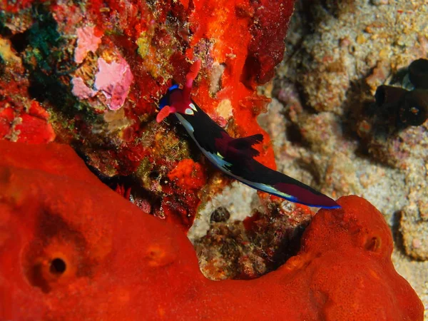 True sea slug, Philippines, Luzon Island, Anilo — Stock Photo, Image