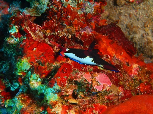 True sea slug, Philippines, Luzon Island, Anilo — Stock Photo, Image