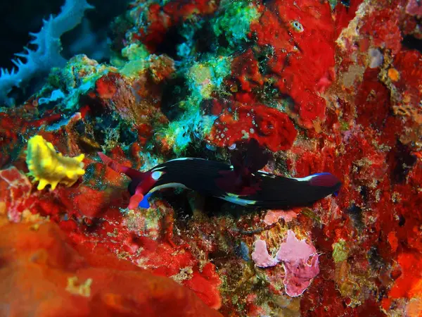 True sea slug, Philippines, Luzon Island, Anilo — Stock Photo, Image