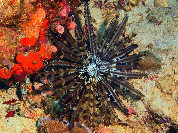 Crinoid, Filipiny, Wyspa Luzon, Anilo Zdjęcia Stockowe bez tantiem