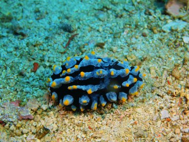 Gerçek deniz yaratığı, Filipinler, Luzon Adası, Anilo