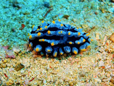 Gerçek deniz yaratığı, Filipinler, Luzon Adası, Anilo