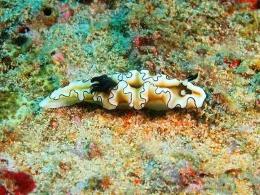 Gerçek deniz yaratığı, Filipinler, Luzon Adası, Anilo