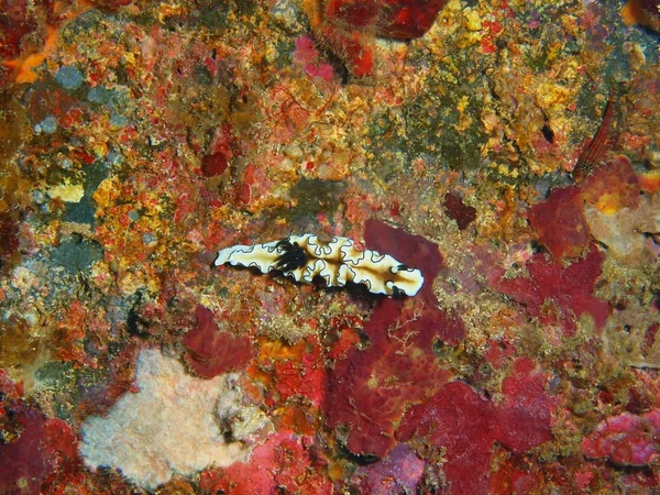 Igaz tenger meztelen csiga, Fülöp-szigetek, a Luzon-sziget, Anilo — Stock Fotó