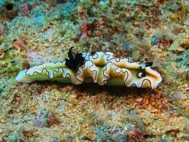 Gerçek deniz yaratığı, Filipinler, Luzon Adası, Anilo