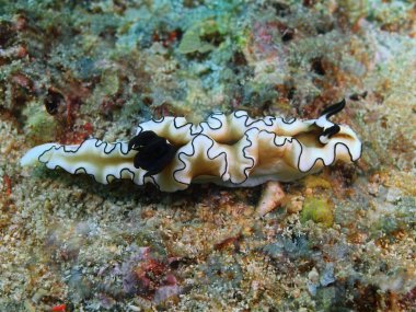 Gerçek deniz yaratığı, Filipinler, Luzon Adası, Anilo