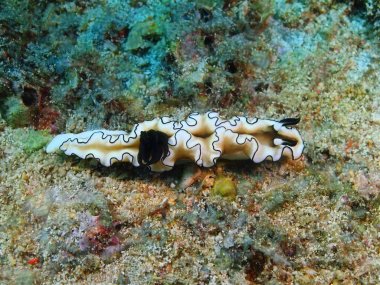 Gerçek deniz yaratığı, Filipinler, Luzon Adası, Anilo