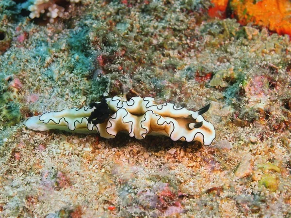 True sea slug, Filippine, Isola di Luzon, Anilo — Foto Stock