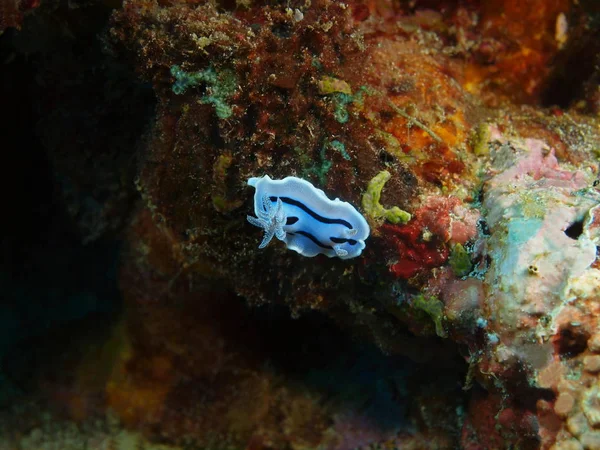 True sea slug, Philippines, Luzon Island, Anilo — Stock Photo, Image