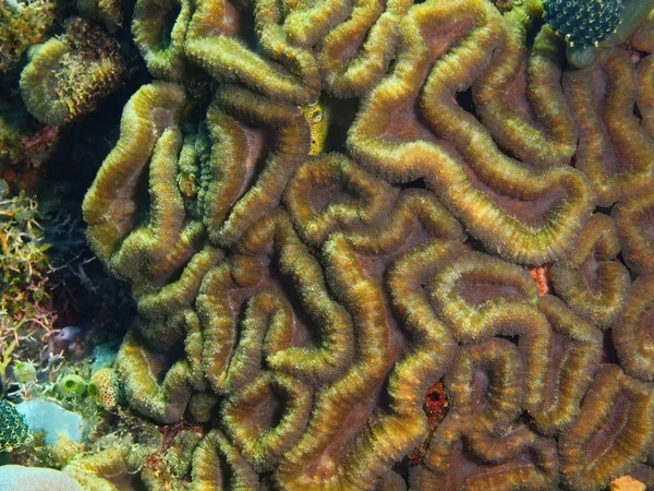 Coral de pedra, Filipinas, Ilha de Luzon, Anilo — Fotografia de Stock