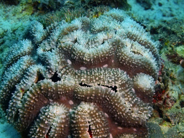 Coral de pedra, Filipinas, Ilha de Luzon, Anilo — Fotografia de Stock