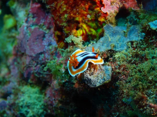 Verdadera babosa marina, Filipinas, Isla Luzón, Anilo — Foto de Stock