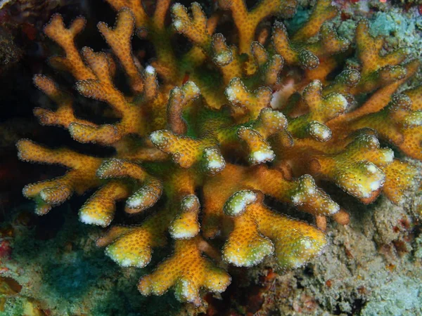 Stone coral, Philippines, Luzon Island, Anilo — Stock Photo, Image