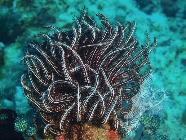 Dijana, Filipinler, Luzon Adası, Anilo