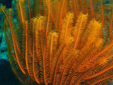 Dijana, Filipinler, Luzon Adası, Anilo