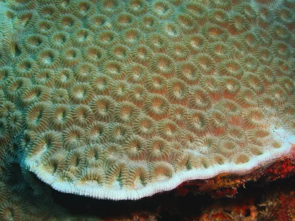 Stone coral, Philippines, Luzon Island, Anilo — Stock Photo, Image