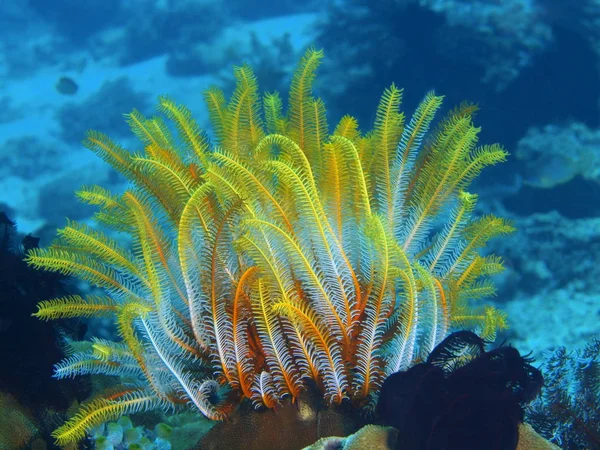 Dijana, Filipinler, Luzon Adası, Anilo