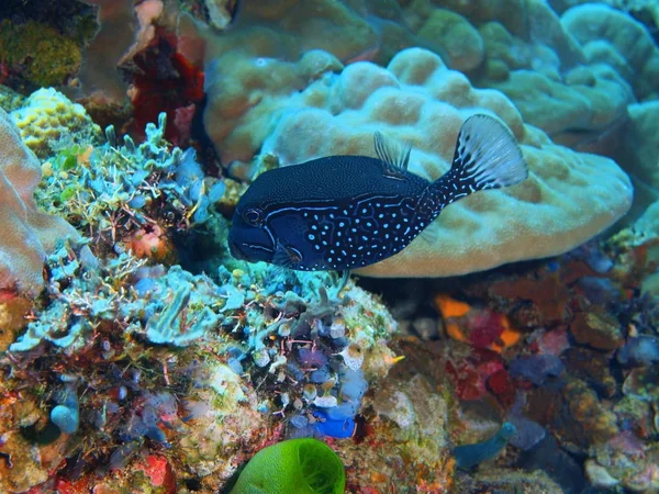 Boxfish, Philippines, Luzon Island, Anilo — Stock Photo, Image