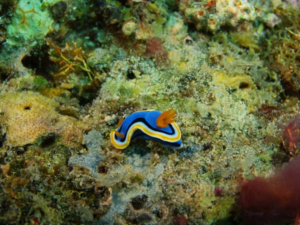 Verdadera babosa marina, Filipinas, Isla Luzón, Anilo — Foto de Stock