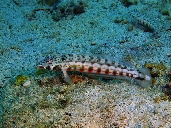 サンゴ礁の魚たち、フィリピン、ルソン島 Anilo — ストック写真