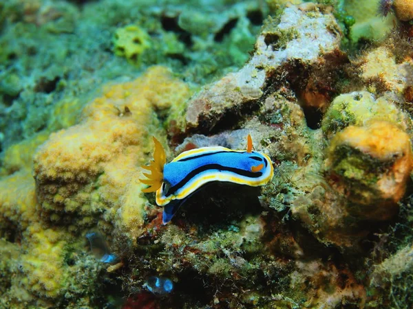 사실 바다 민 달팽이, 필리핀, 루손 섬, Anilo — 스톡 사진