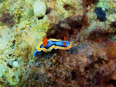 Gerçek deniz yaratığı, Filipinler, Luzon Adası, Anilo