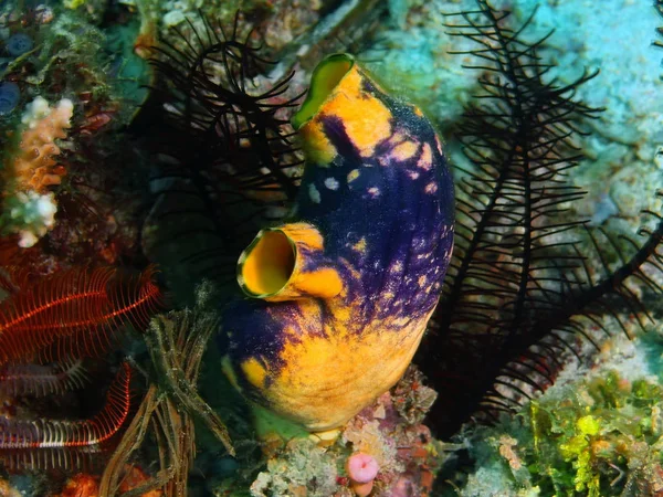 Sea squirt, Filipinas, Isla de Luzón, Anilo — Foto de Stock