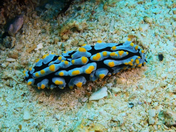 True sea slug, Philippines, Luzon Island, Anilo — Stock Photo, Image