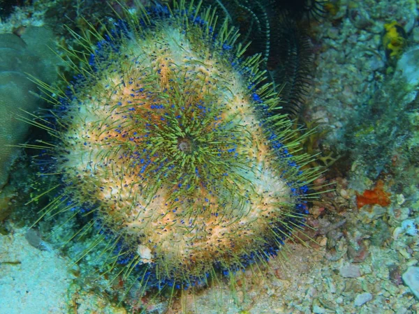 Deniz kestanesi, Filipinler, Luzon Adası, Anilo — Stok fotoğraf