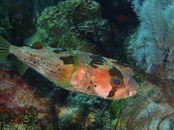 Porcupinefish, Filipinas, Ilha de Luzon, Anilo — Fotografia de Stock