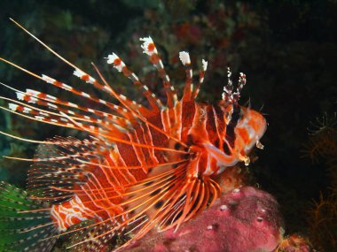 Scorpionfish, Filipinler, Luzon Adası, Anilo
