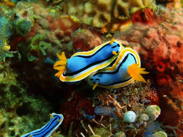 Gerçek deniz yaratığı, Filipinler, Luzon Adası, Anilo